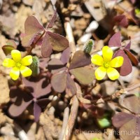 Oxalis corniculata L.